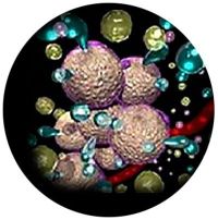 Wirkprinzip der SLIMSTYLER-Anwendung - Zellinhaltsstoffe werden durch das Lymphsystem abtransportiert