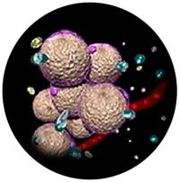 Wirkprinzip der SLIMSTYLER-Anwendung - Wasser, Glycerin und freie Fettsäuren treten in die Zellzwischenräume aus