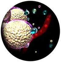 Wirkprinzip der SLIMSTYLER-Anwendung - Zellmembranen der Fettzellen werden porös und Fett wird ausgeleitet