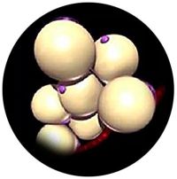 Wirkprinzip der SLIMSTYLER-Anwendung - Fettzelle vor der Behandlung mit dem SlimStyler